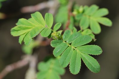 Rosa omeiensis 'Pteracantha' - růže omejská - jarní listy